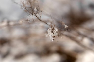 kışın donmuş ağaç dalları