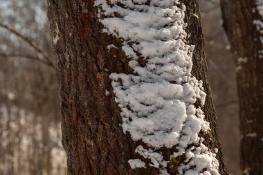 kar kaplı ağaç gövdesi