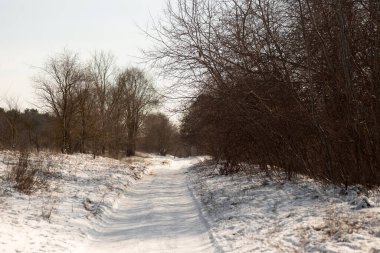 Karla kaplı ağaçlarla kaplı kış manzarası