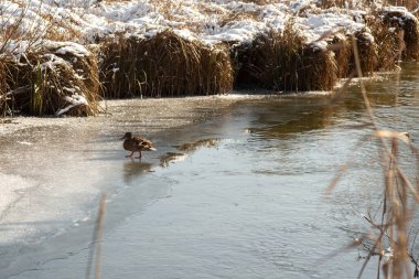Kış ormanında donmuş nehir