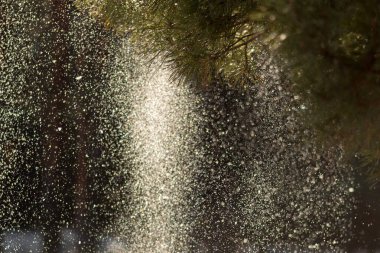 Soyut bulanık bokeh arkaplanı. Bokeh 'le Noel ağacı. Yeni yıl kutlaması konsepti