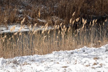 Kışın kuru çimenler.