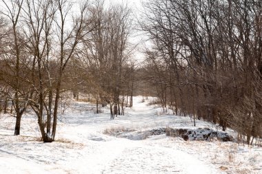 Karla kaplı ağaçlarla kaplı kış manzarası