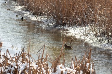 İlkbaharın başlarında parktaki gölette küçük bir ördek yüzüyor. Bir gölün arkasında kahverengi kuyruklu bir ördek..