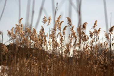 Kışın sazlık, kışın nehrin kıyısında. Kış manzarası.