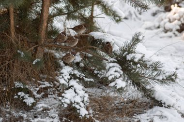 Karda bir grup serçe..