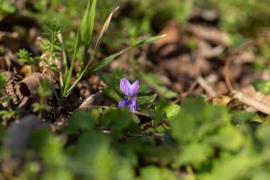 Bahar bahçesinde güzel mavi çiçekler