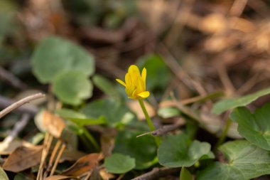 Bahçedeki sarı bahar çiçekleri