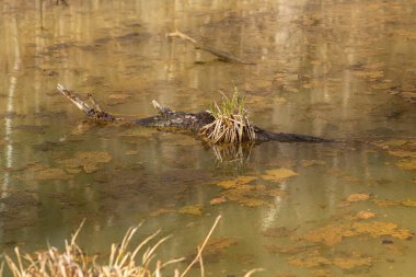 Kuzey Florida 'da bir bataklıkta küçük bir timsah.