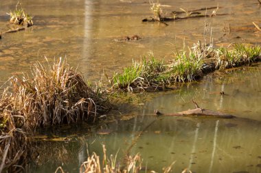 ormanda vahşi nehir