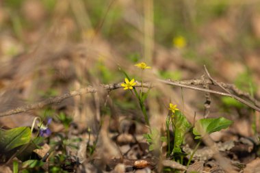 çiçek açan sarı çiçekli bahar arkaplanı