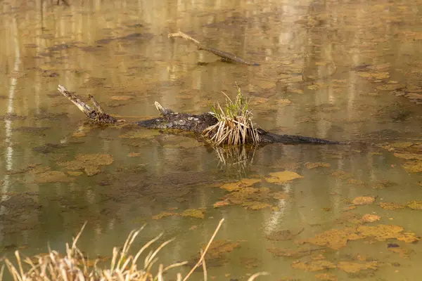 Kuzey Florida 'da bir bataklıkta küçük bir timsah.