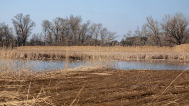Gölde sazlıklar ve kuru otlar.