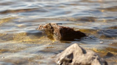 water drops on a stone