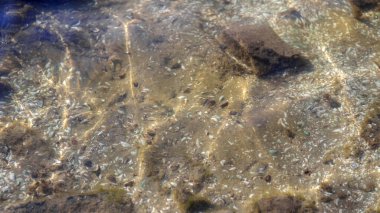 Sudaki deniz taşları