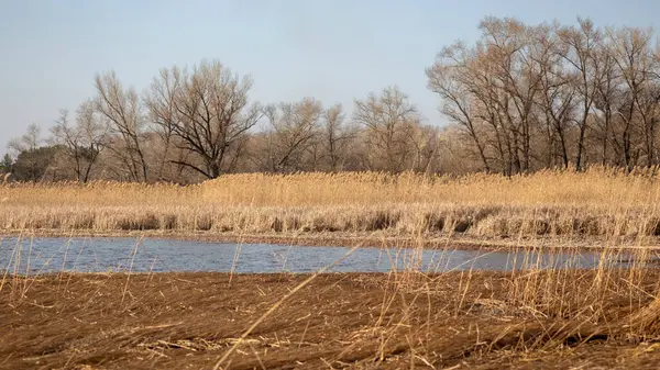 Baharın başında, gölde sazlıklar. Nehir beyaz bir kamışla kaplıdır. Bir sürü kuru ed. kuru ot ve bir
