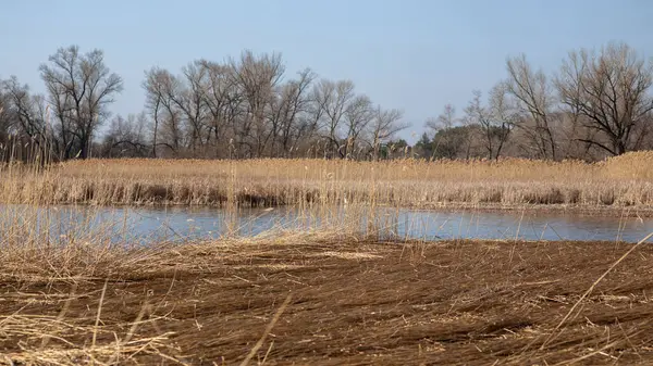 Gölde sazlıklar ve kuru otlar.