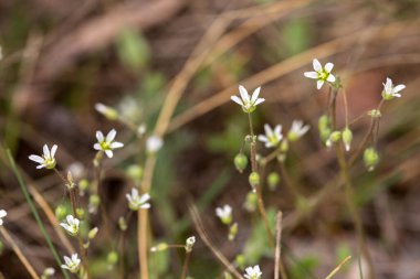 close up of the flower