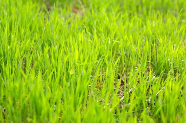 yeşil çimen arka planı. Taze bahar otları.