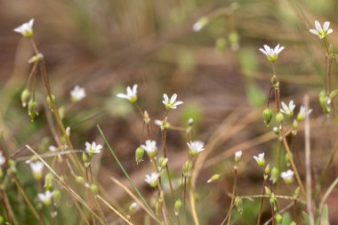 Ormanda beyaz yabani çiçekler