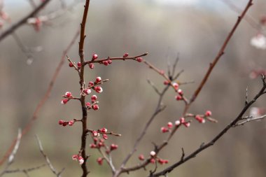 Güzel botanik fotoğrafı, doğal duvar kağıdı.
