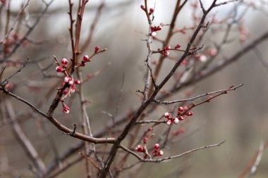 Bahçedeki güzel çiçekler
