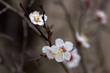 Japonya 'da kiraz çiçekleri, Tokyo