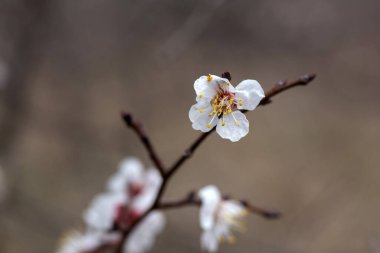 Ağaçtaki beyaz çiçekler