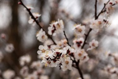 Bahçedeki güzel çiçekler