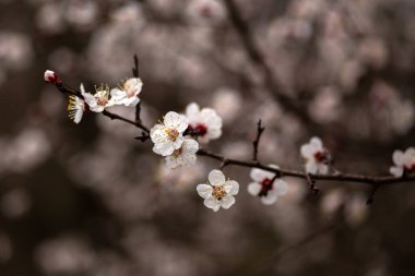 Bahçede güzel bahar çiçekleri