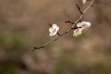 Bahçedeki güzel çiçekler