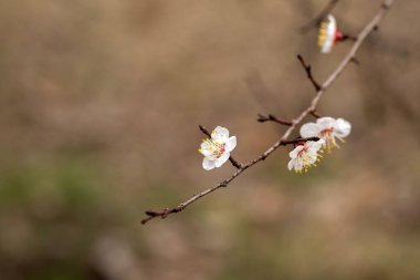 Ağaçtaki bahar çiçekleri