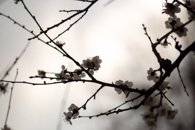 Bahçedeki güzel çiçekler