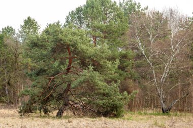 çam ormanı erken Bahar