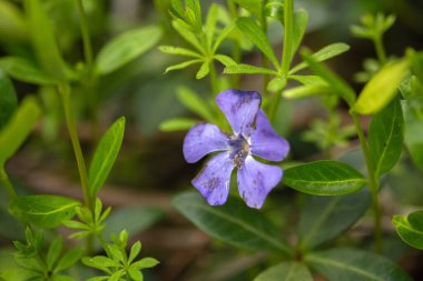 Bahçedeki güzel çiçekler