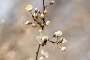 Baharda ağaçta güzel beyaz çiçekler