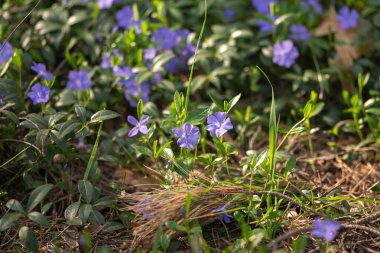 Bahçedeki mor çiçekler. Bahar zamanı.