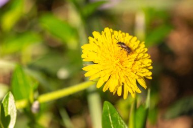 Sarı çiçek bahçesindeki sarı arı. Arı tozlaşan sarı çiçek.