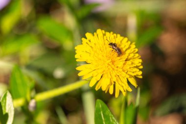 Bir karahindiba üzerinde nektar topluyorum.