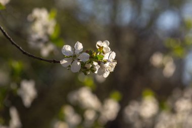 Kiraz ağacı çiçeği, yakın plan.