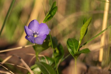Bahçedeki mavi bahar çiçeği. Kapat - kapat.