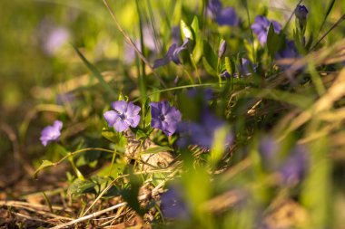 Bahçedeki güzel çiçekler