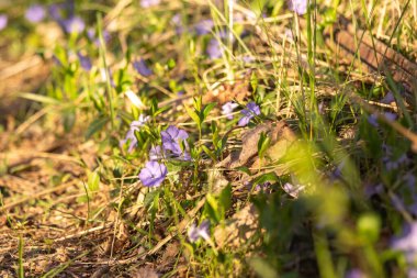 Bahçedeki mavi bahar çiçekleri, yakın plan..
