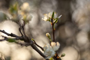 Bahçedeki güzel çiçekler