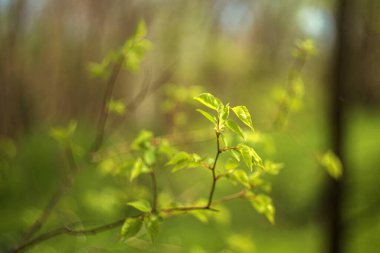 bahar arkaplanı. İlkbaharda genç ağaç dalı.