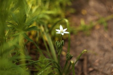 Ormanda beyaz çiçekler