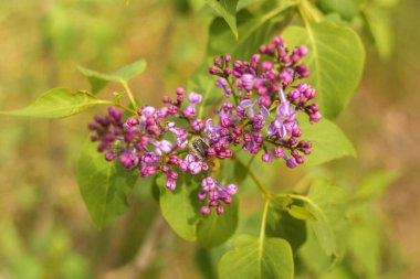 Güneşli bir günde bahçede güzel leylak çiçekleri