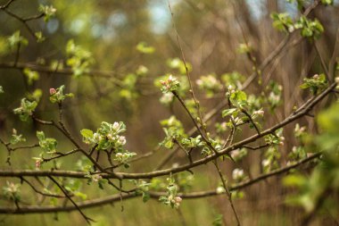 Bahçede güzel bahar çiçekleri