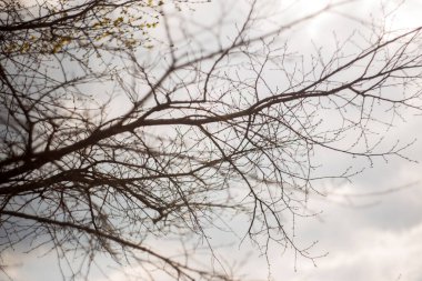 Gökyüzüne karşı ağaç dalı