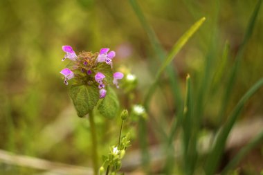 Ormandaki pembe çiçekler, tarlanın sığ derinliğine dikkat edin.